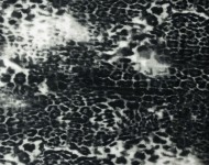 Тканини MALI Сучасне Тематичні чорно-білі Велюр  27640